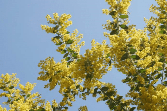 珍珠金合欢的花语是什么？给你介绍一下珍珠金合欢不一般的花语！