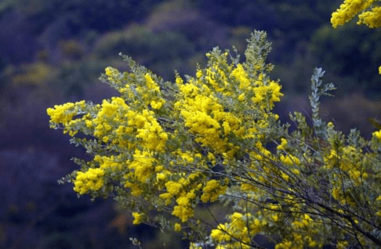 珍珠金合欢的花语是什么？给你介绍一下珍珠金合欢不一般的花语！