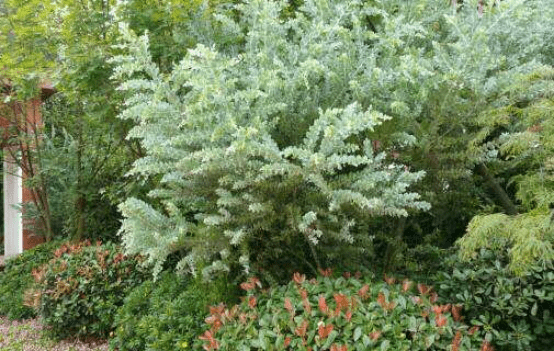 珍珠金合欢的花语是什么？给你介绍一下珍珠金合欢不一般的花语！