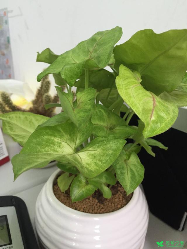 花叶芋不仅能土培而且能水培，好养又生根快易爆盆！ 。。。