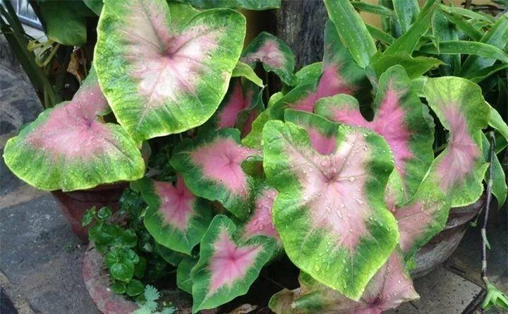 花叶芋叶片发黄怎么办？