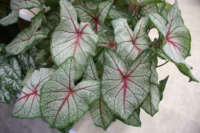 花叶芋叶片发黄怎么办？
