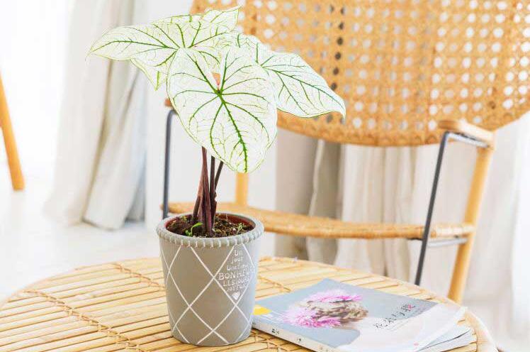 花叶芋有毒吗？花叶芋可以放在室内养殖吗？