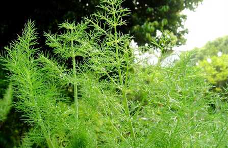茴香白粉病的介绍与防治措施