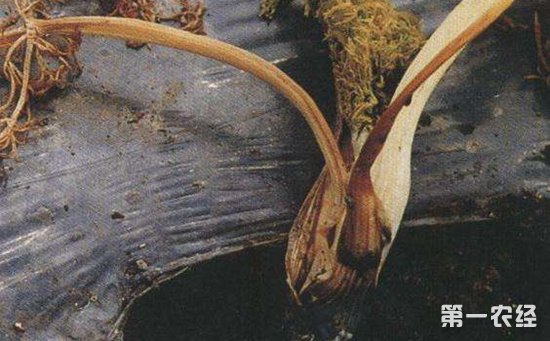 茴香受病害侵染怎么办？茴香常见病害的为害症状和防治方法