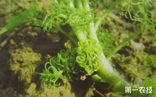 茴香受病害侵染怎么办？茴香常见病害的为害症状和防治方法