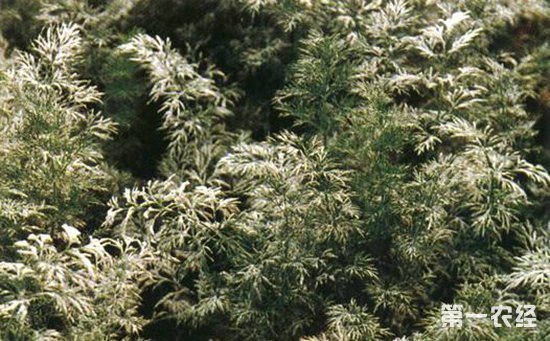 茴香受病害侵染怎么办？茴香常见病害的为害症状和防治方法