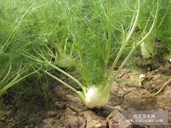 球茎茴香菌核病防治