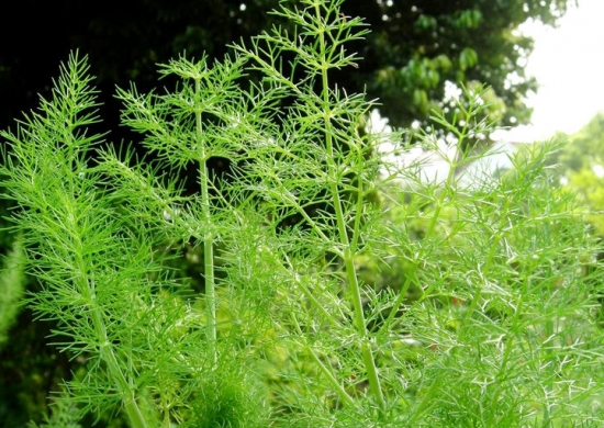 用带根的茴香进行二次种植