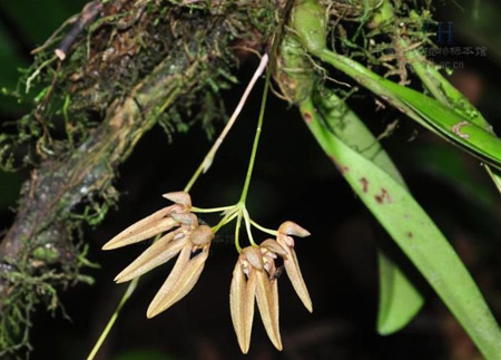 带叶卷瓣兰是一种什么花卉植物？带叶卷瓣兰图片及简介