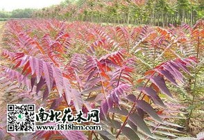 红叶椿种植技术|红叶椿与普通臭椿区别