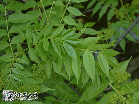 红叶椿种植技术|红叶椿与普通臭椿区别