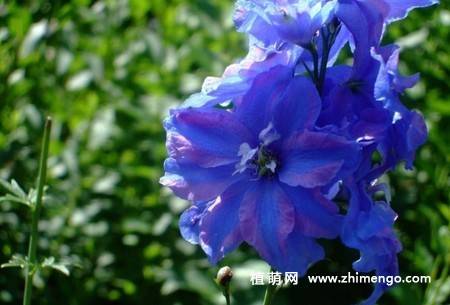 翠雀花图片大全