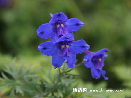 翠雀花图片大全