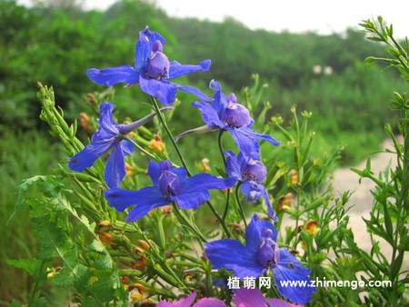 翠雀花图片大全
