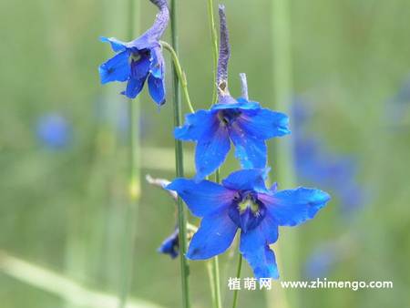 翠雀花图片大全