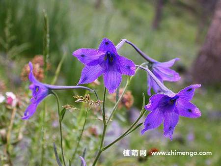 翠雀花图片大全