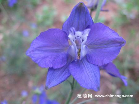 翠雀花图片大全