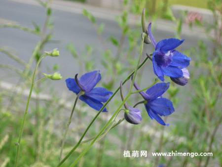 翠雀花图片大全