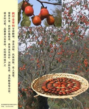 有机金枣柿种植技术大全