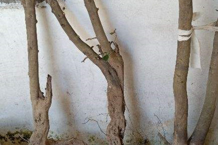 鸦柿盆景养护与管理