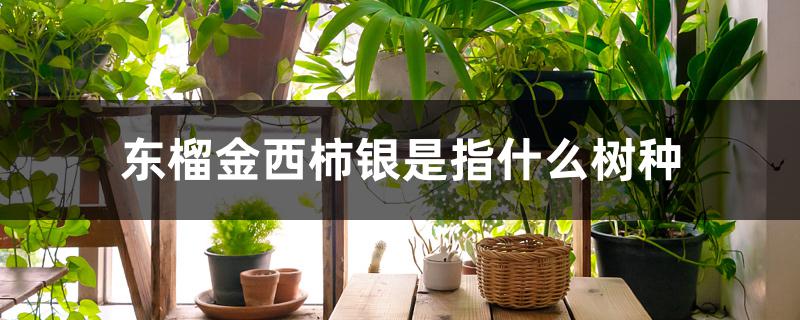 东榴金西柿银是指什么树种