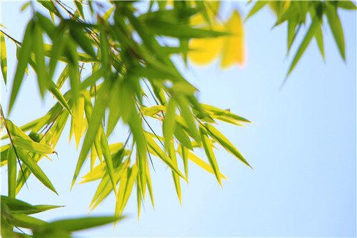 “岁寒三友”之一的毛竹的种植技术