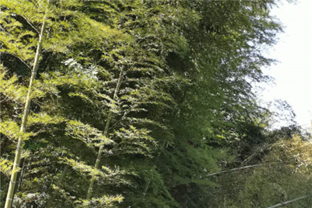 楠竹和毛竹有什么区别，楠竹种子什么时候种