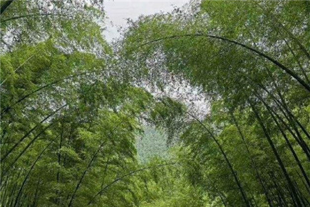 楠竹和毛竹有什么区别，楠竹种子什么时候种