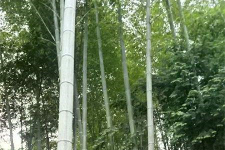 楠竹和毛竹有什么区别，楠竹种子什么时候种