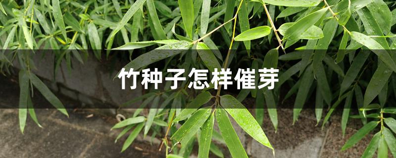 竹种子怎样催芽