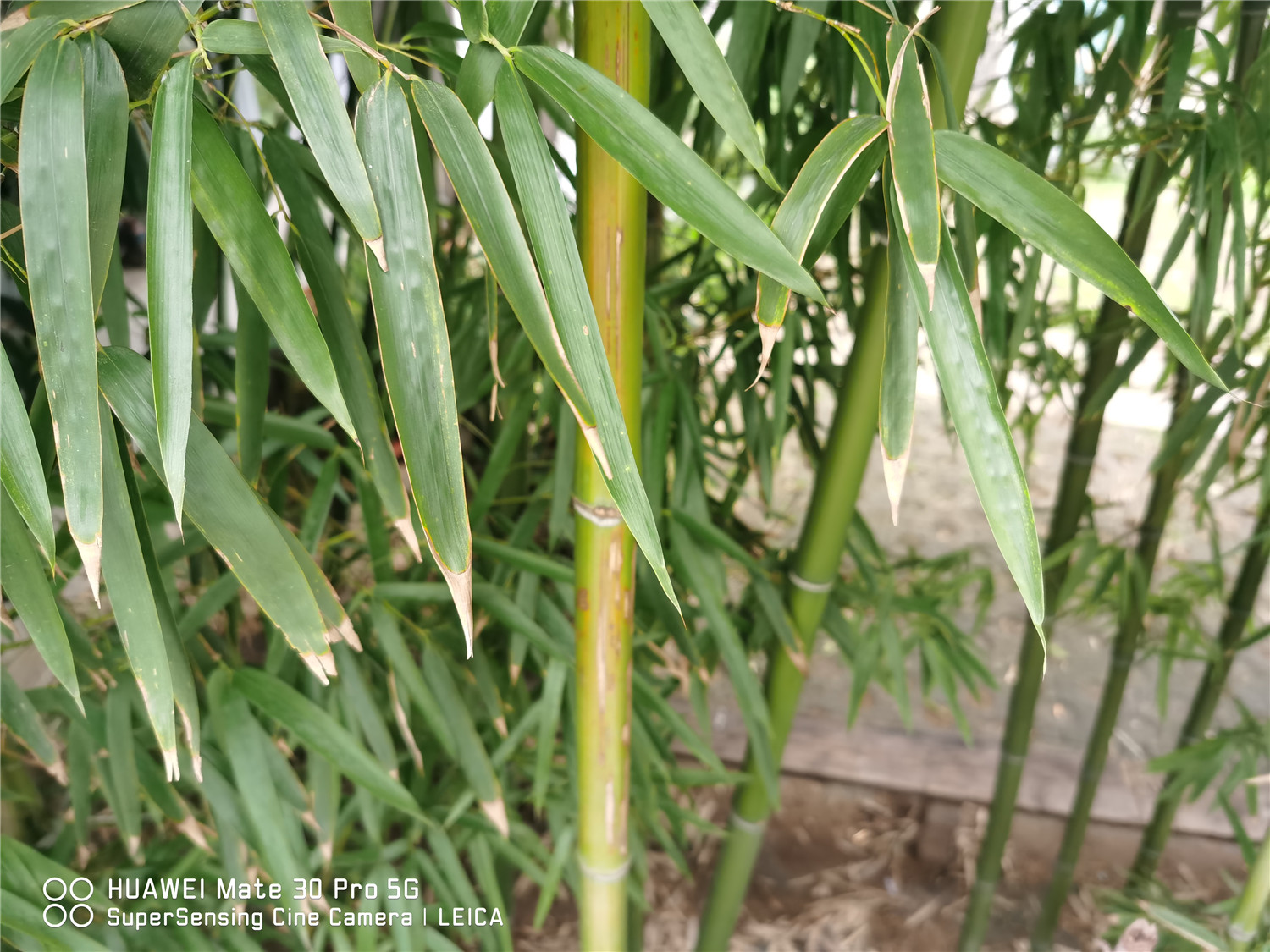 竹种子怎样催芽