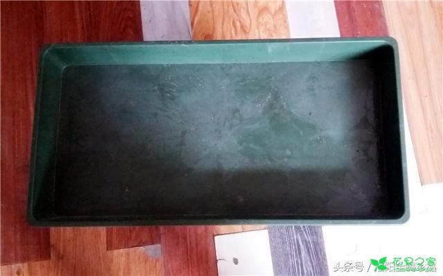 蝎子的食物——黄粉虫的养殖方法以及注意事项
