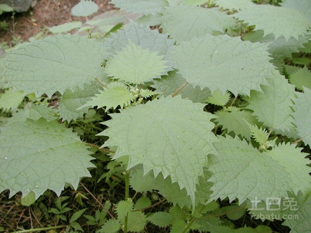 【蝎子草图片】长得像蝎子的草？