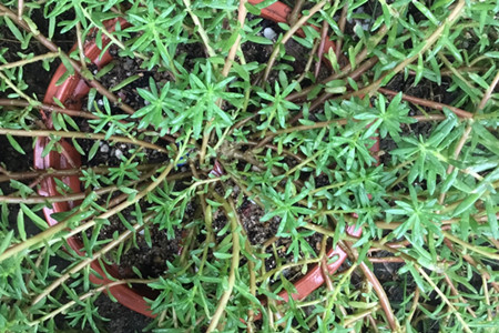 垂盆草和马齿笕有什么区别