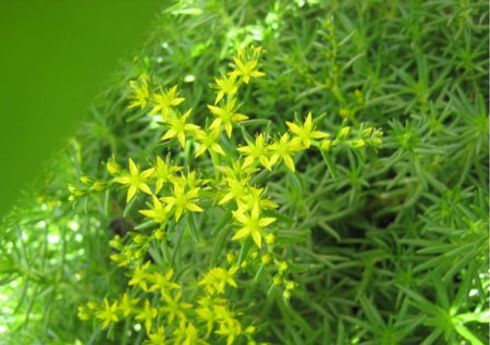 中草药垂盆草的鉴定方法