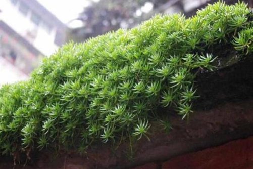 垂盆草有毒吗？不仅没毒还是治癌良药