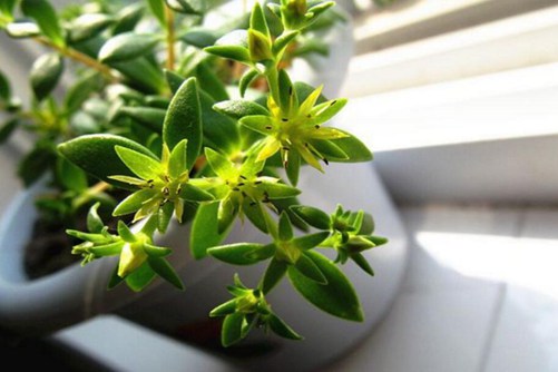 垂盆草有毒吗？不仅没毒还是治癌良药
