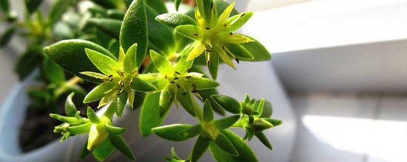 垂盆草养殖卡片，养垂盆草的注意事项