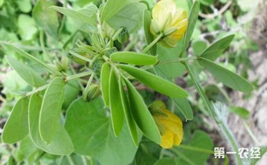 决明子有什么功效作用？决明子的种植技术
