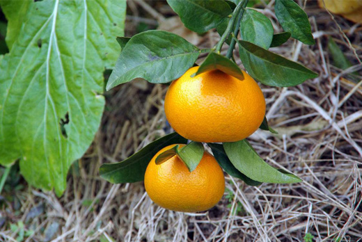 茂谷柑几年结果 种植前景取决于产量？