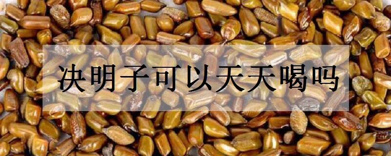 决明子可以天天喝吗 可以长期食用吗