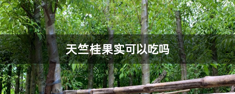 天竺桂果实可以吃吗