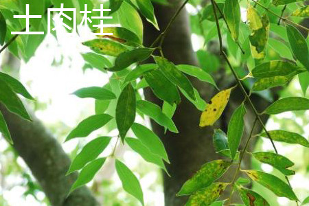土肉桂和天竺桂的区别