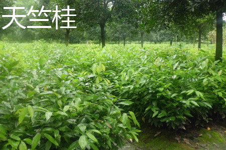 土肉桂和天竺桂的区别