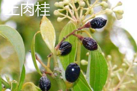 土肉桂和天竺桂的区别
