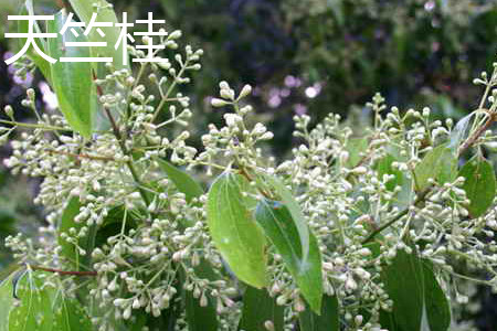 土肉桂和天竺桂的区别