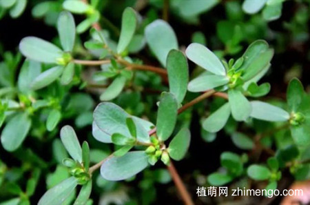随处可见的马齿苋要怎么繁殖呢？
