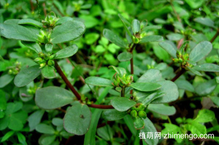 随处可见的马齿苋要怎么繁殖呢？