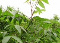 盐肤木√植物名称√植物百科